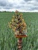 Gintarinis medis - ,,Ąžuolas" (~55cm)